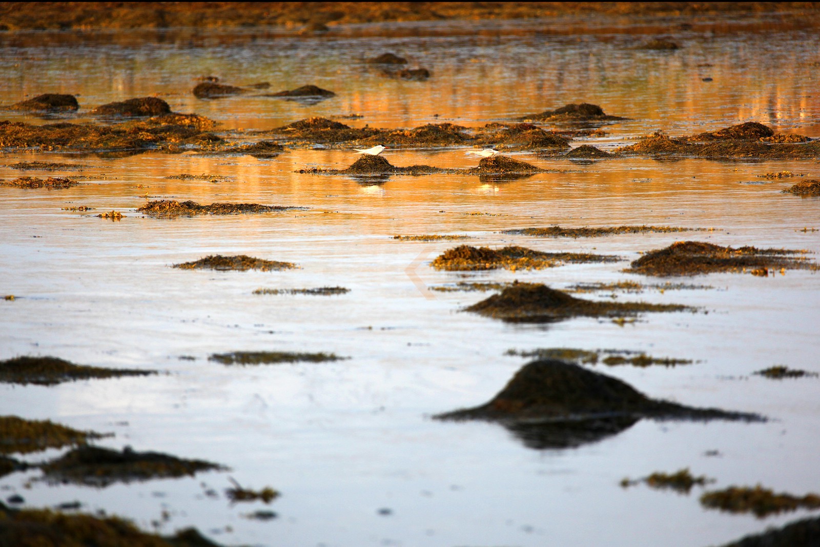 Couleurs du soir, Flatey island
