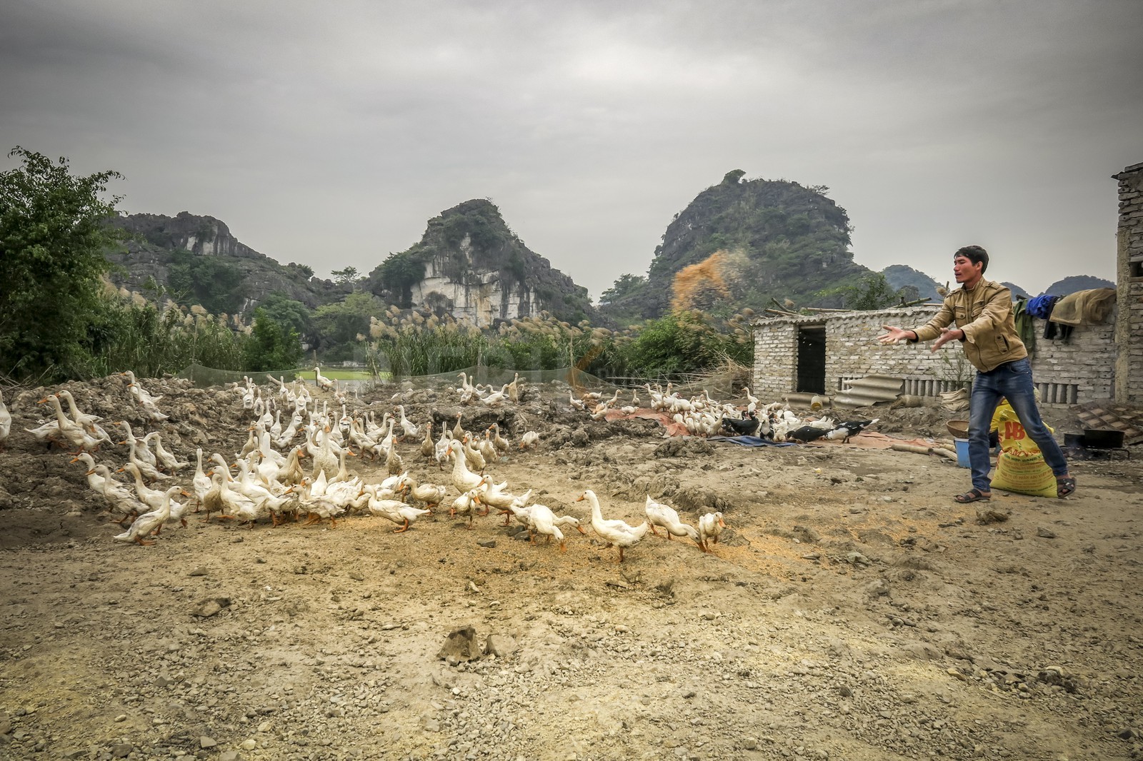 Tam Coc-8.jpg