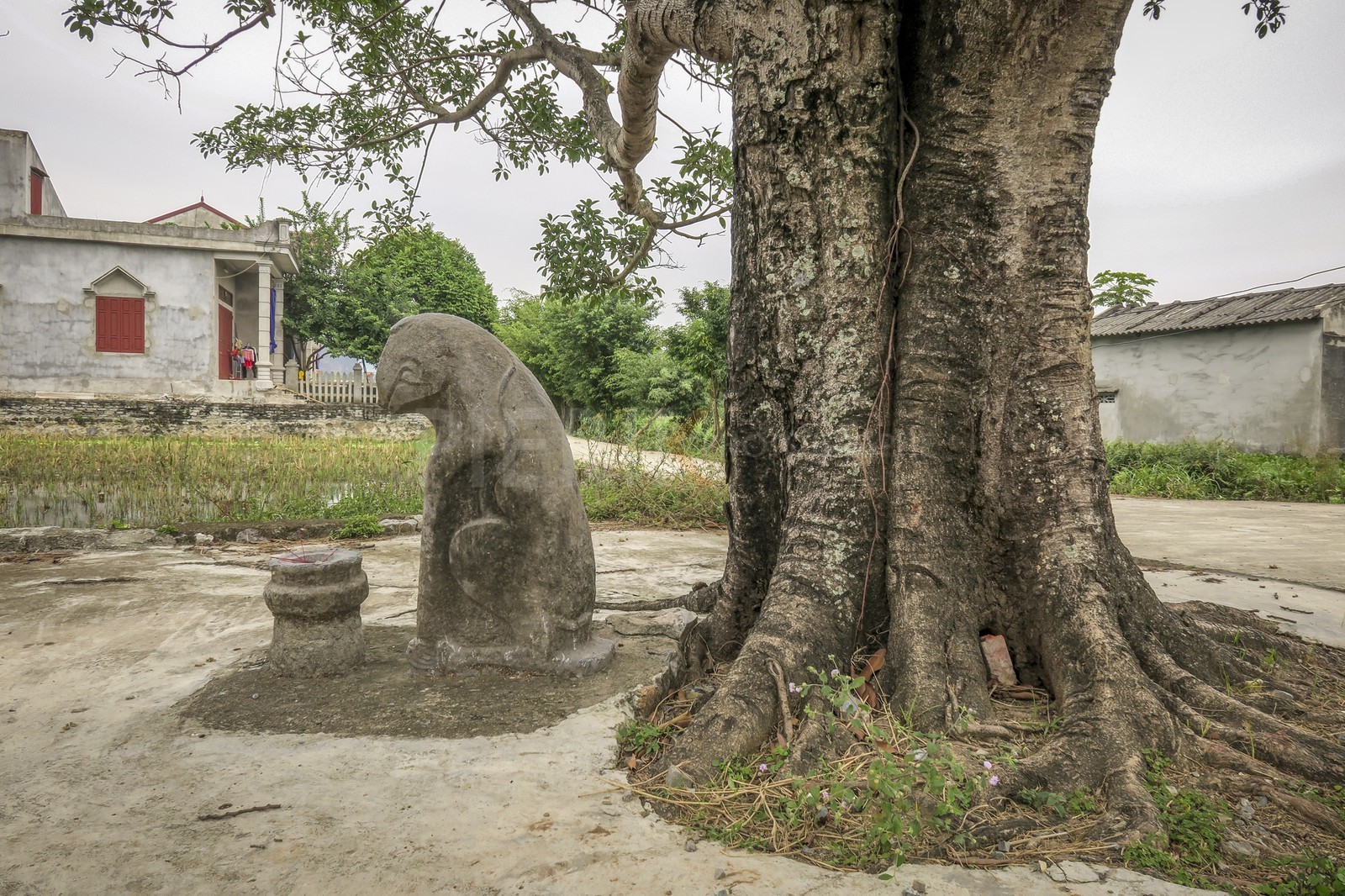 Tam Coc-6.jpg