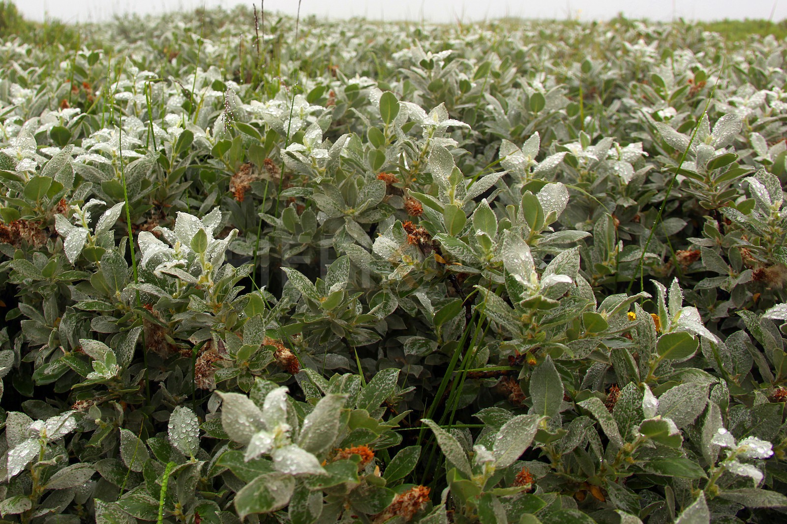 Flore islandaise